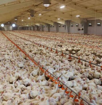 Summer heat stress is detrimental to broiler chickens