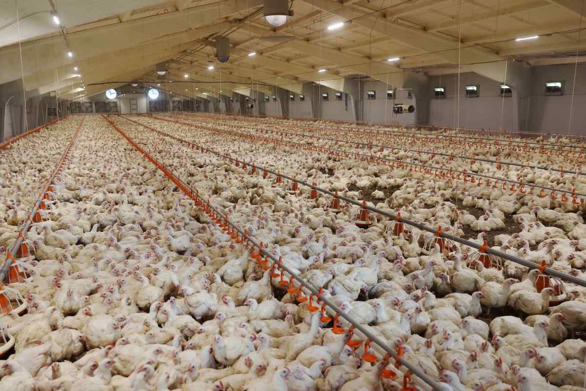 Summer heat stress is detrimental to broiler chickens