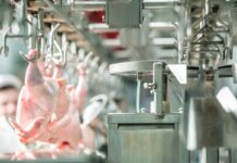 European Union: poultry and products semi-annual. The report is out