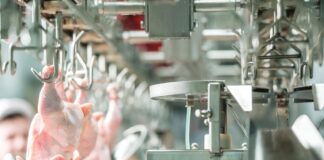 European Union: poultry and products semi-annual. The report is out