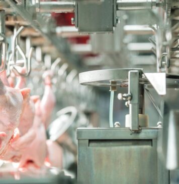 European Union: poultry and products semi-annual. The report is out