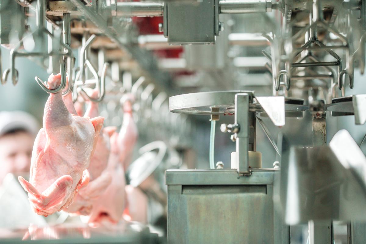 European Union: poultry and products semi-annual. The report is out