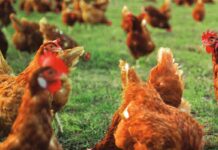 Sustainable animal welfare implementation for more efficient poultry farming