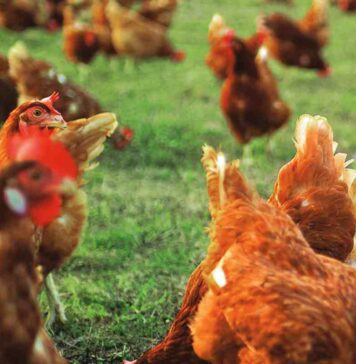 Sustainable animal welfare implementation for more efficient poultry farming