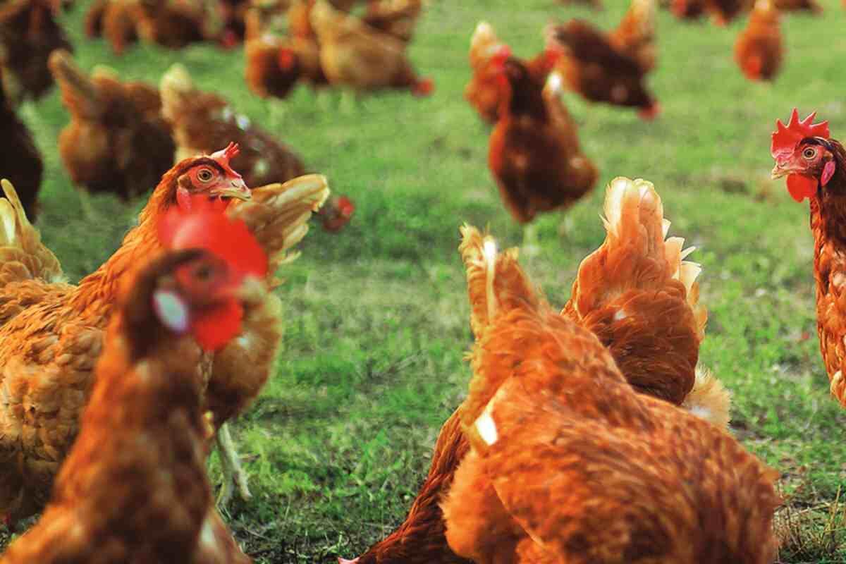 Sustainable animal welfare implementation for more efficient poultry farming
