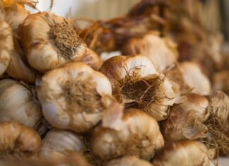 Garlic allicin as a promising alternative to antibiotics in broilers