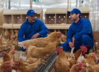 Avian cholera: epidemiology, transmission and control measures