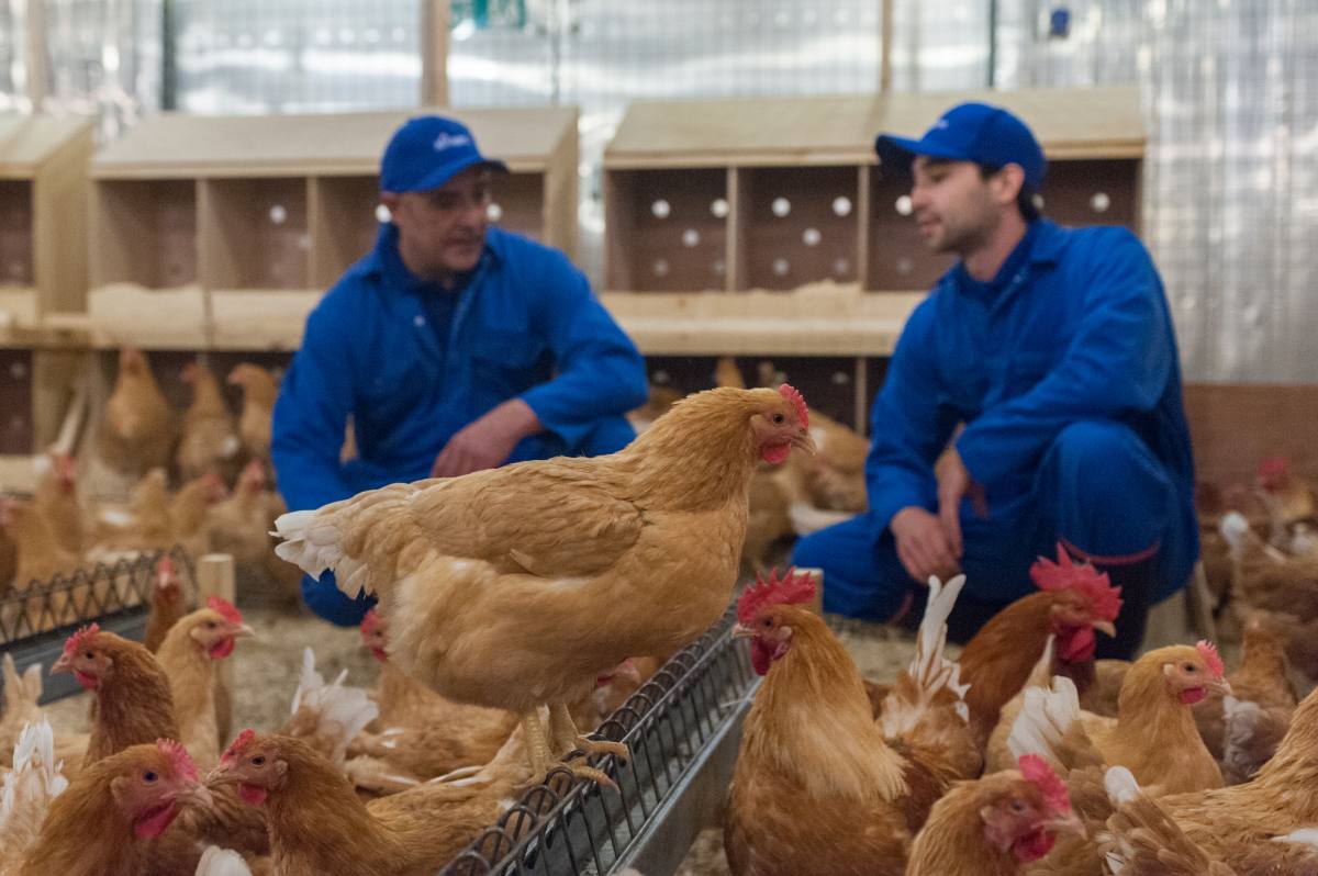 Avian cholera: epidemiology, transmission and control measures