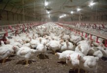 Holding Familia Safir expands production capacity with EUR 16.5 million acquisition