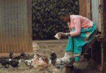 Poultry revitalisation in Ghana: progress and implementation issues