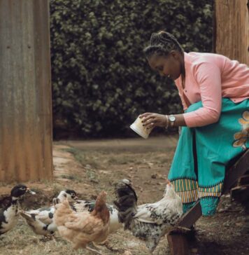 Poultry revitalisation in Ghana: progress and implementation issues