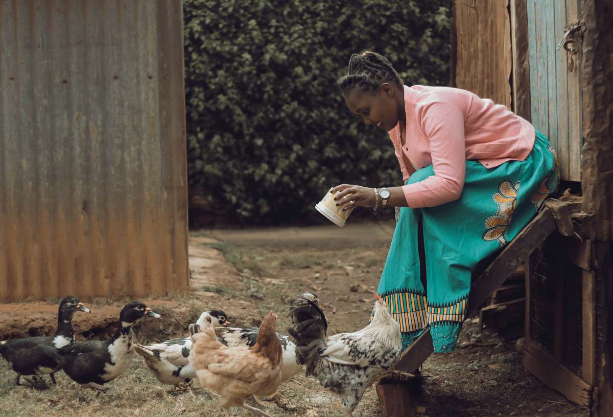 Poultry revitalisation in Ghana: progress and implementation issues