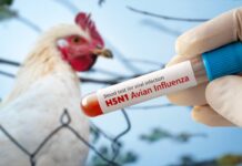 New Zealand moves to require bird flu biosecurity plans for poultry farms