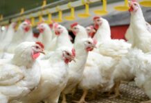 USPOULTRY Hatchery-Breeder Clinic Highlights Flock Health, Performance and Leadership