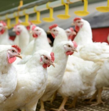 USPOULTRY Hatchery-Breeder Clinic Highlights Flock Health, Performance and Leadership
