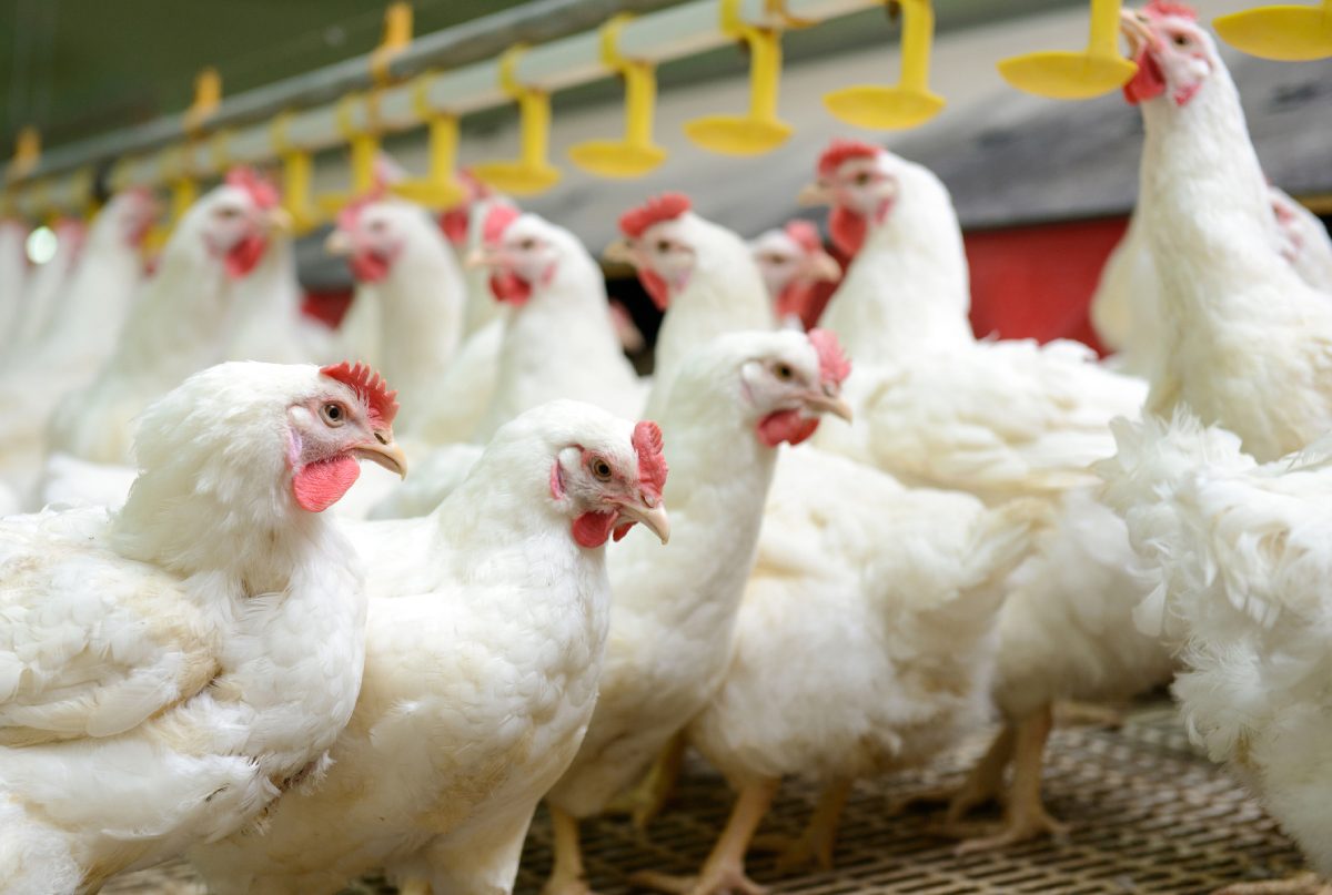 USPOULTRY Hatchery-Breeder Clinic Highlights Flock Health, Performance and Leadership