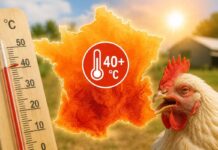France: extreme heat causes hundreds of thousands of losses in poultry farms