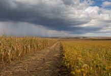 El Niño raises fresh uncertainty for global feed markets