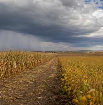 El Niño raises fresh uncertainty for global feed markets