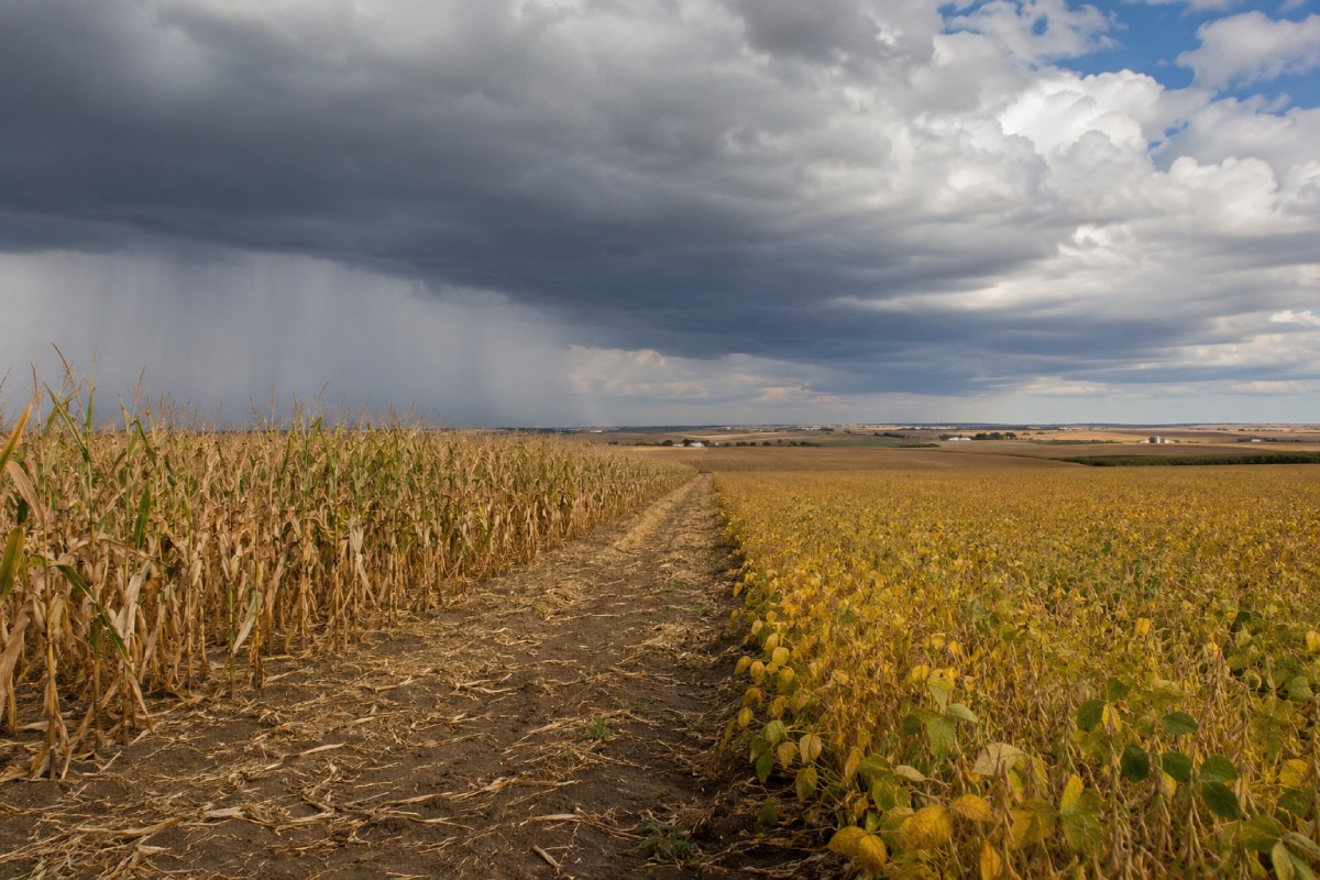 El Niño raises fresh uncertainty for global feed markets
