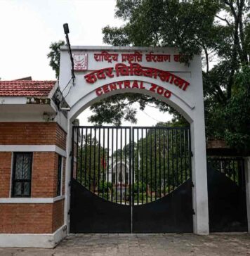 Bird flu spreads in Nepal: over 600,000 poultry culled