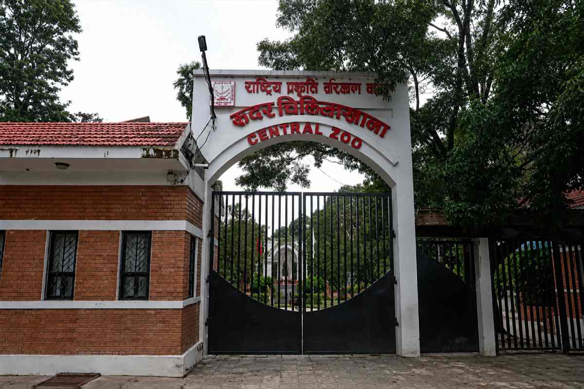 Bird flu spreads in Nepal: over 600,000 poultry culled