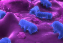 Research shows promise for AI-based Salmonella detection in poultry