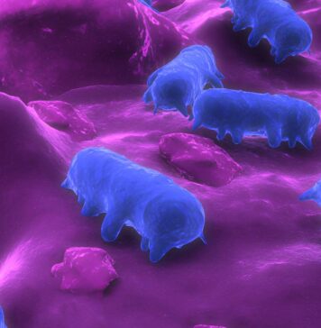 Research shows promise for AI-based Salmonella detection in poultry