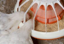 Alternative feed additives to help broilers cope with heat stress
