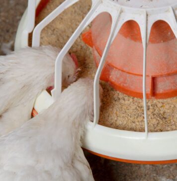 Alternative feed additives to help broilers cope with heat stress