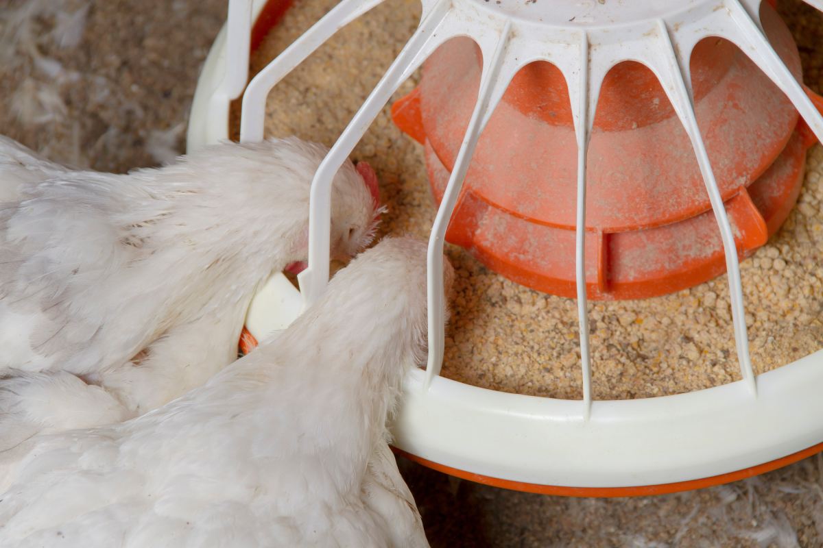 Alternative feed additives to help broilers cope with heat stress