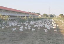 EU adopts stricter emission rules for large poultry farms