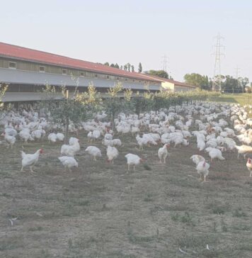 EU adopts stricter emission rules for large poultry farms
