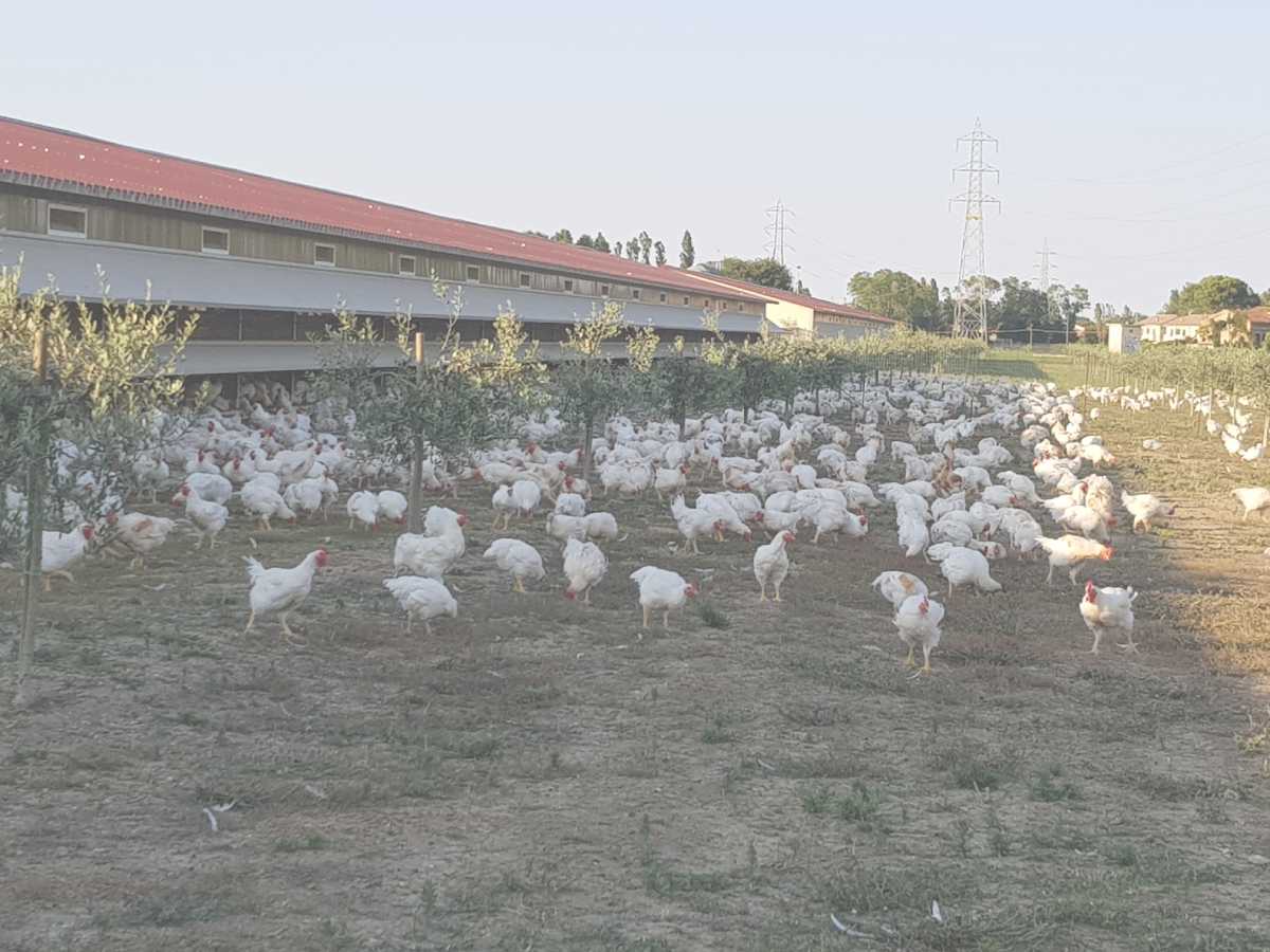 EU adopts stricter emission rules for large poultry farms