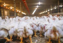 Advancing poultry sustainability to meet 2050 protein needs