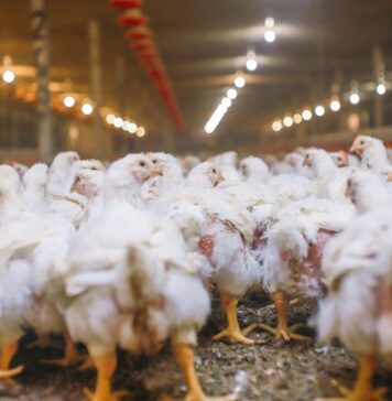 Advancing poultry sustainability to meet 2050 protein needs