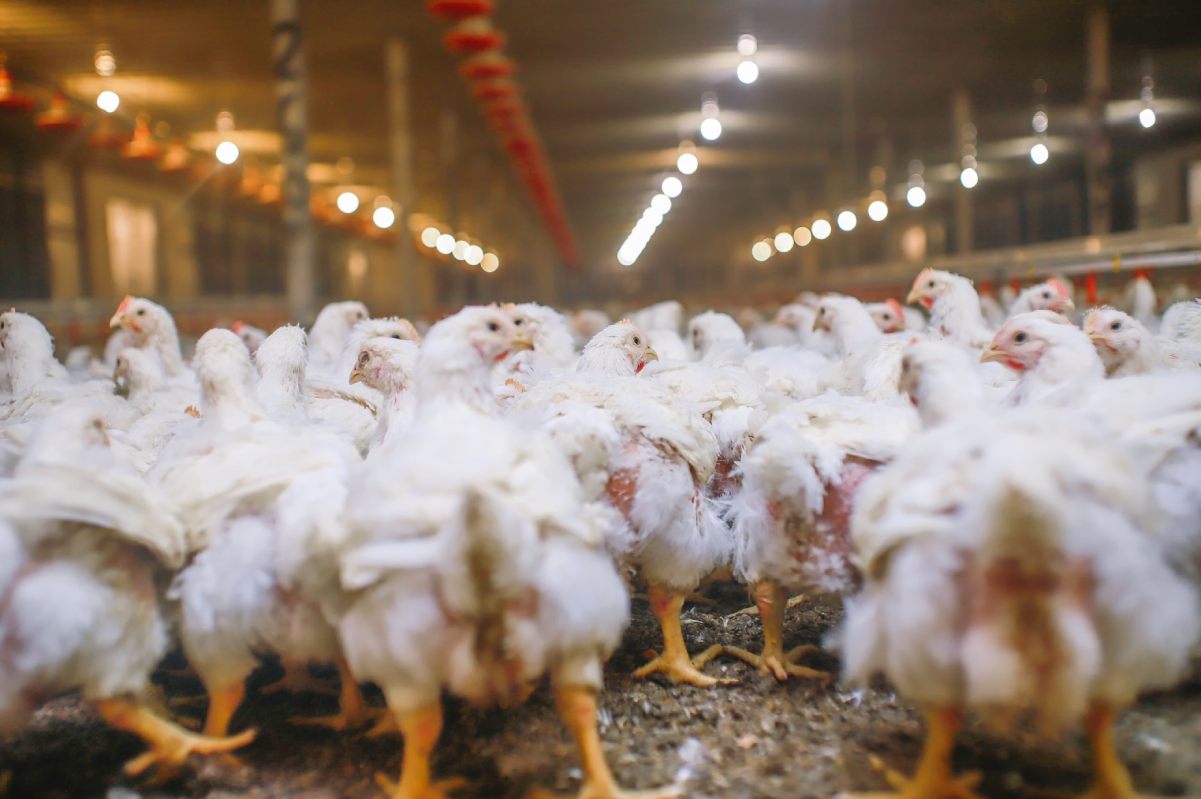 Advancing poultry sustainability to meet 2050 protein needs