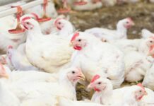 Russian poultry producers face margin pressure as costs rise and market conditions shift