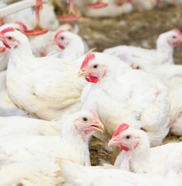 Russian poultry producers face margin pressure as costs rise and market conditions shift