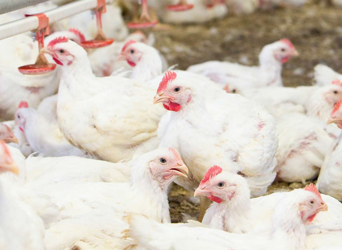Russian poultry producers face margin pressure as costs rise and market conditions shift