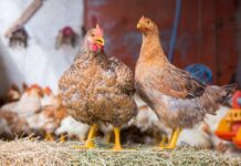 Avian cholera: epidemiology, transmission and control measures