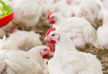 New Anthoney’s partners with University of Peradeniya to independently verify antibiotic-free chicken production