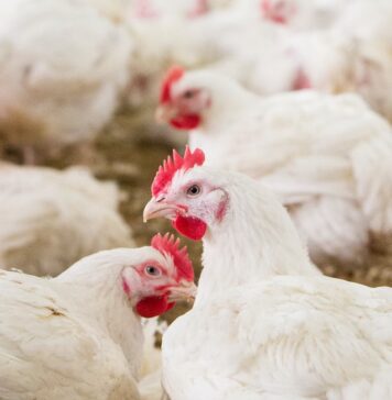 New Anthoney’s partners with University of Peradeniya to independently verify antibiotic-free chicken production