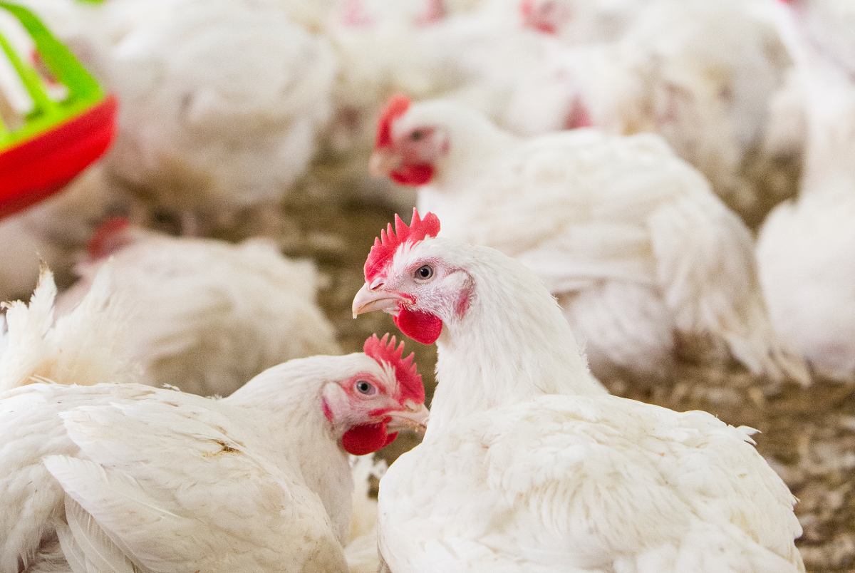 New Anthoney’s partners with University of Peradeniya to independently verify antibiotic-free chicken production