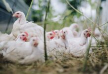 GLP-1 medications and AI reshape how consumers buy, prepare and eat chicken