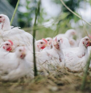 GLP-1 medications and AI reshape how consumers buy, prepare and eat chicken