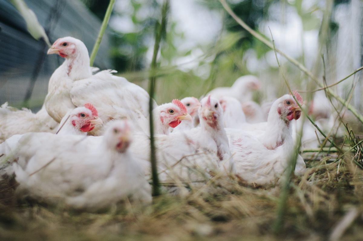 GLP-1 medications and AI reshape how consumers buy, prepare and eat chicken