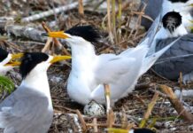 Australia reports first H5N1 detection in a resident native bird species