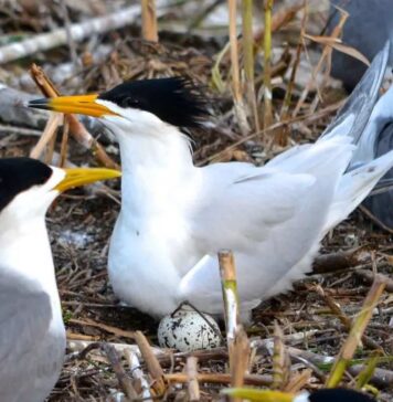 Australia reports first H5N1 detection in a resident native bird species
