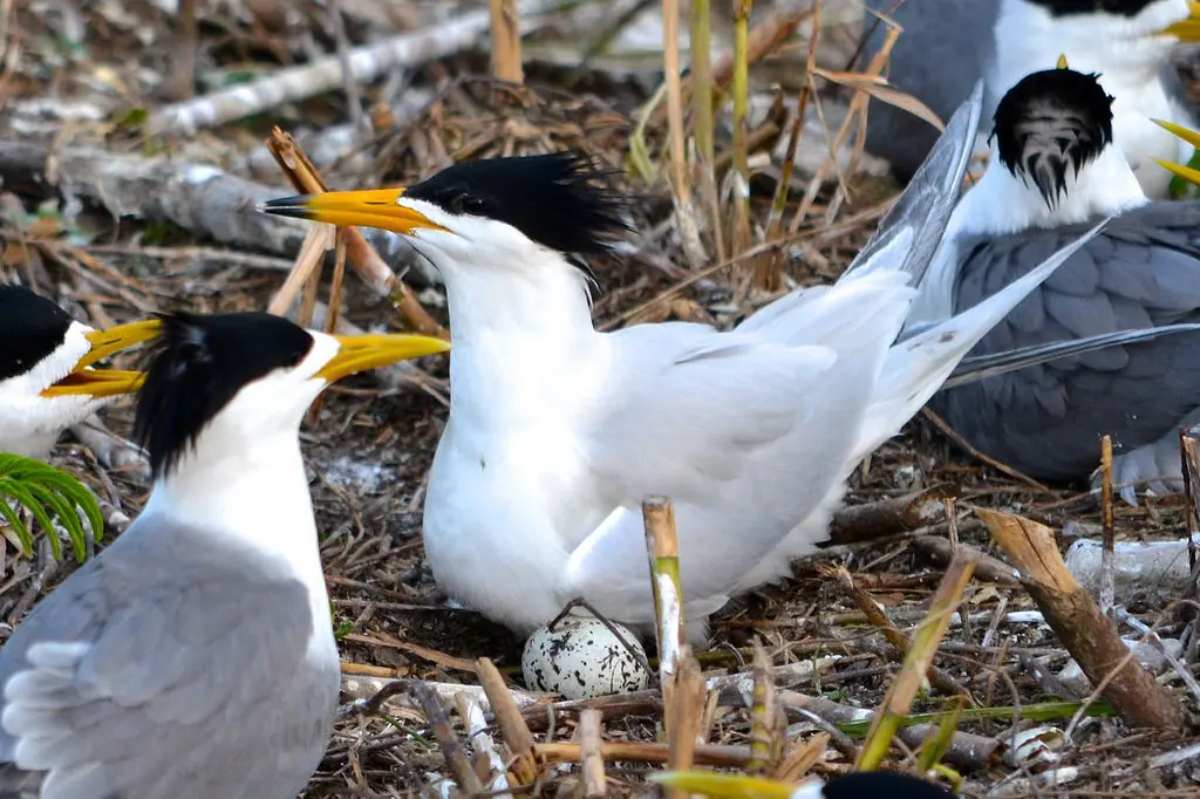 Australia reports first H5N1 detection in a resident native bird species